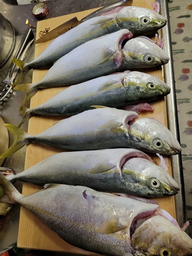 ツバスの釣果