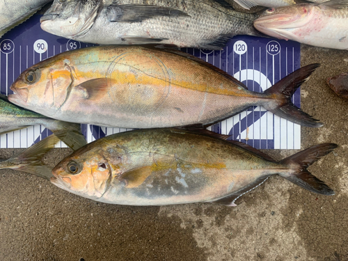 ショゴの釣果