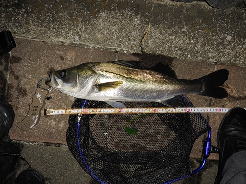 フッコ（マルスズキ）の釣果