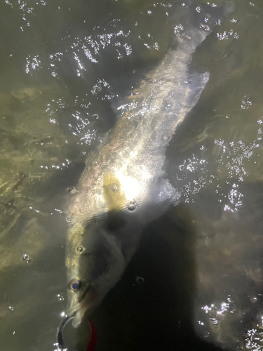 シーバスの釣果