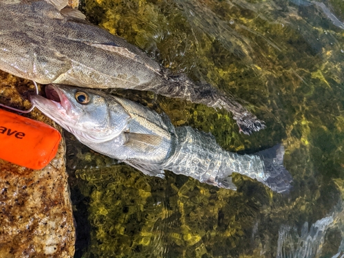 セイゴ（タイリクスズキ）の釣果