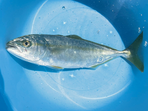 ワカシの釣果