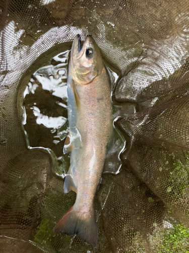 ヤマメの釣果