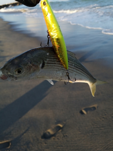 コノシロの釣果