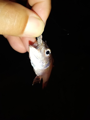 ネンブツダイの釣果