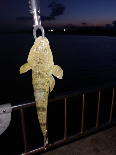 マゴチの釣果