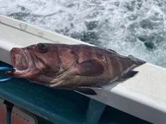 マハタの釣果