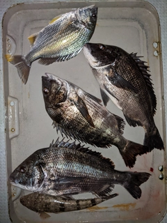 クロダイの釣果