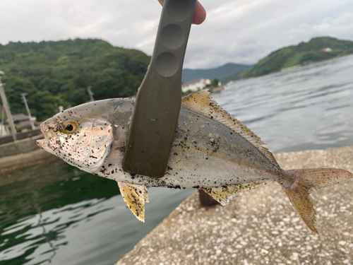 ショゴの釣果