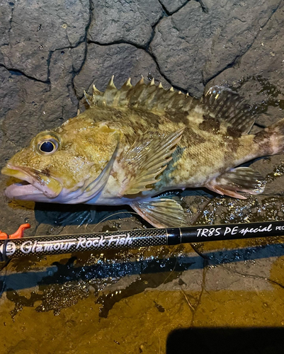 アラカブの釣果