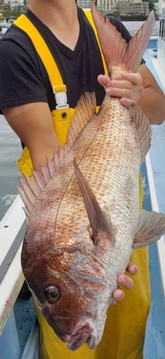 タイの釣果