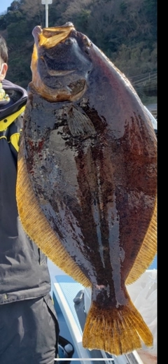 ヒラメの釣果