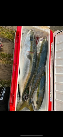イナダの釣果