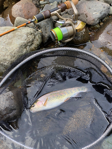 ニジマスの釣果