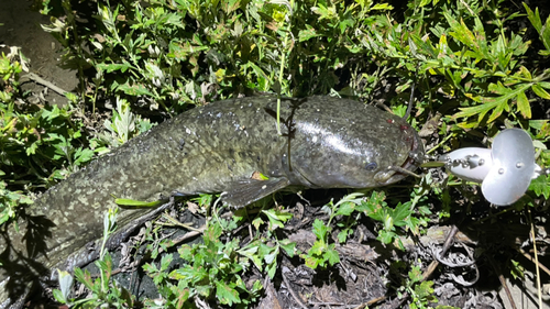 ナマズの釣果