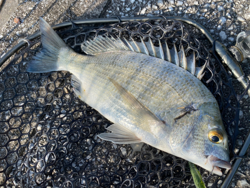 ミナミクロダイの釣果