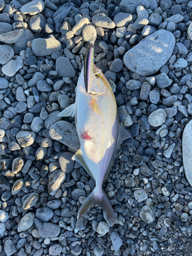 ショゴの釣果