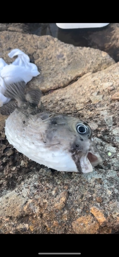 イシガキフグの釣果