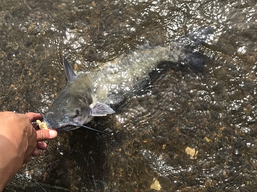 アメリカンキャットフィッシュの釣果