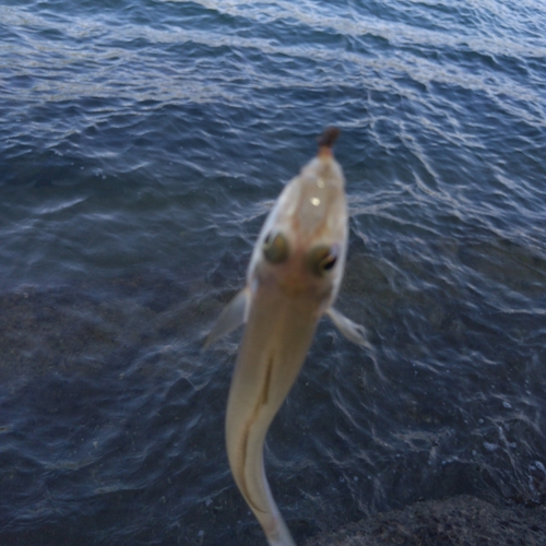 キスの釣果