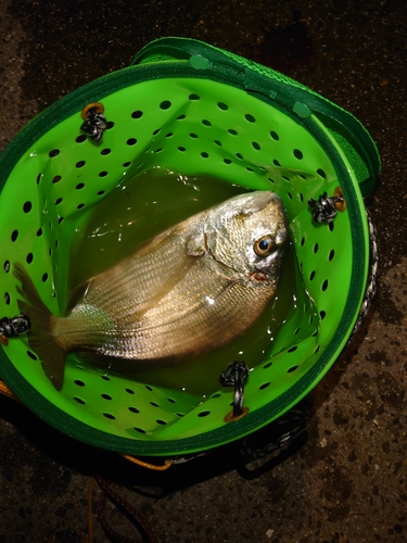 ヘダイの釣果