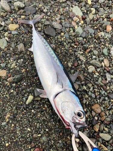 ソウダガツオの釣果