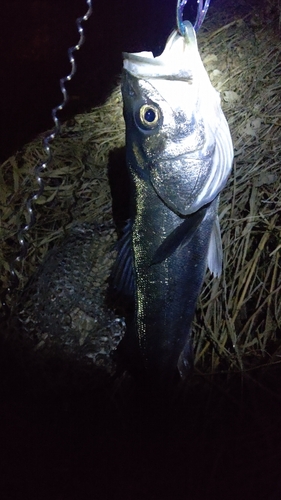 フッコ（マルスズキ）の釣果