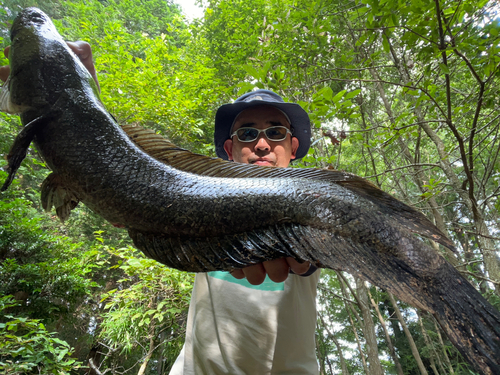 ライギョの釣果