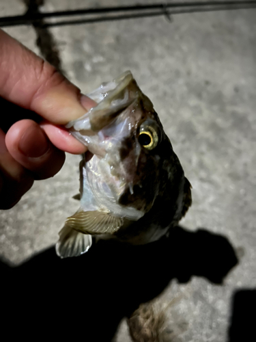 ムラソイの釣果