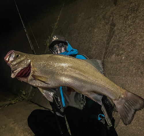 ヒラスズキの釣果