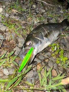 セイゴ（マルスズキ）の釣果