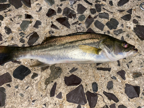 セイゴ（マルスズキ）の釣果