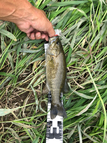 スモールマウスバスの釣果