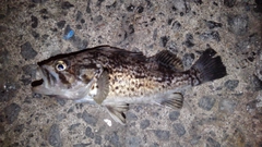 クロソイの釣果