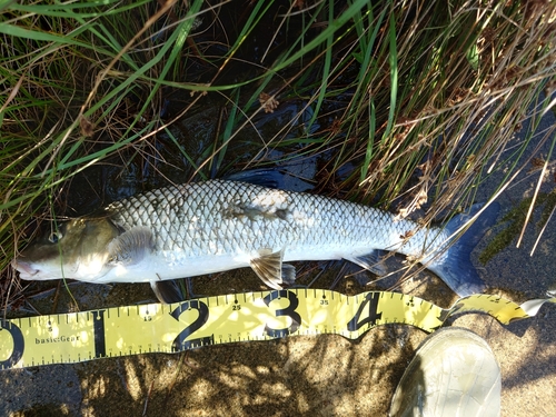 ニゴイの釣果