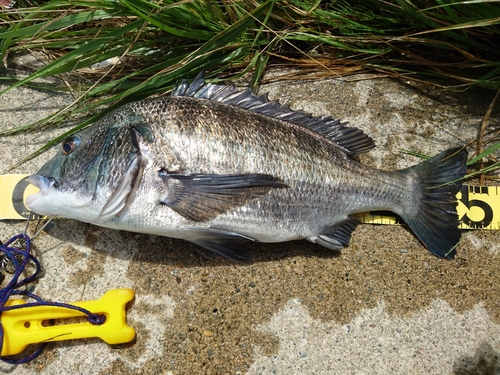 クロダイの釣果