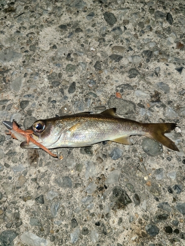 ムツの釣果