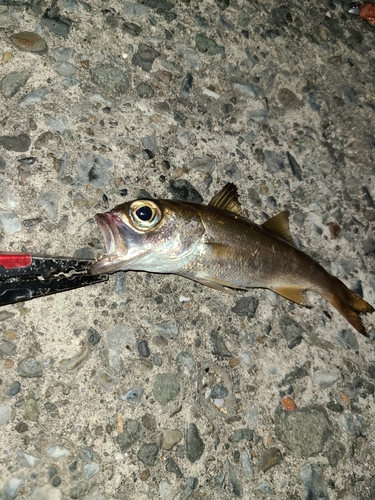 ムツの釣果