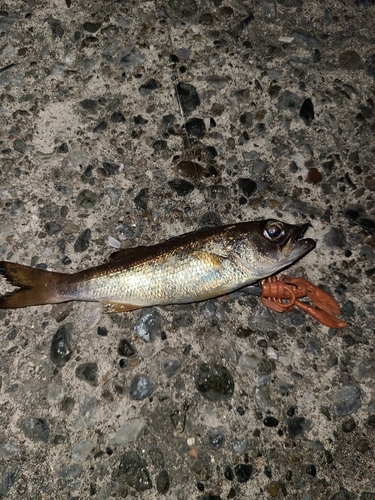 ムツの釣果