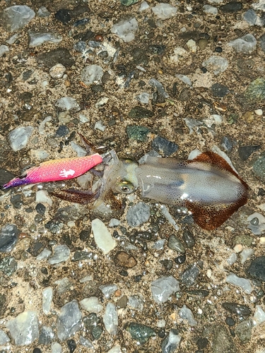 ケンサキイカの釣果