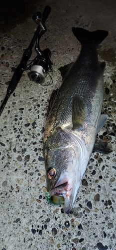 シーバスの釣果