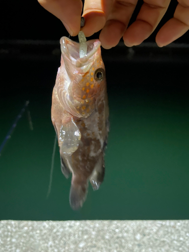 アコウの釣果