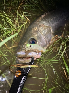 スズキの釣果