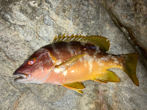 シブダイの釣果