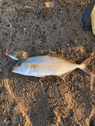 ショゴの釣果