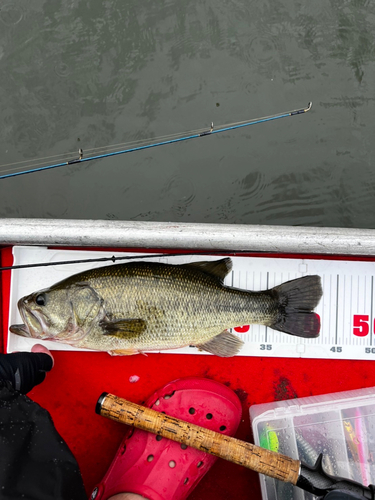 ブラックバスの釣果