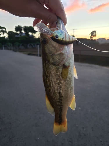 ラージマウスバスの釣果