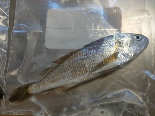 イシモチの釣果