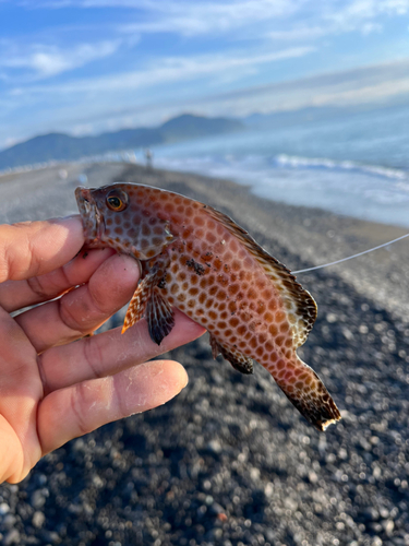 オオモンハタの釣果