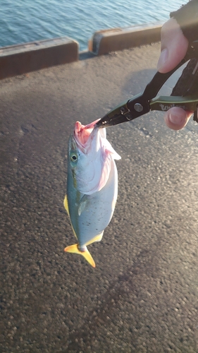 イナダの釣果